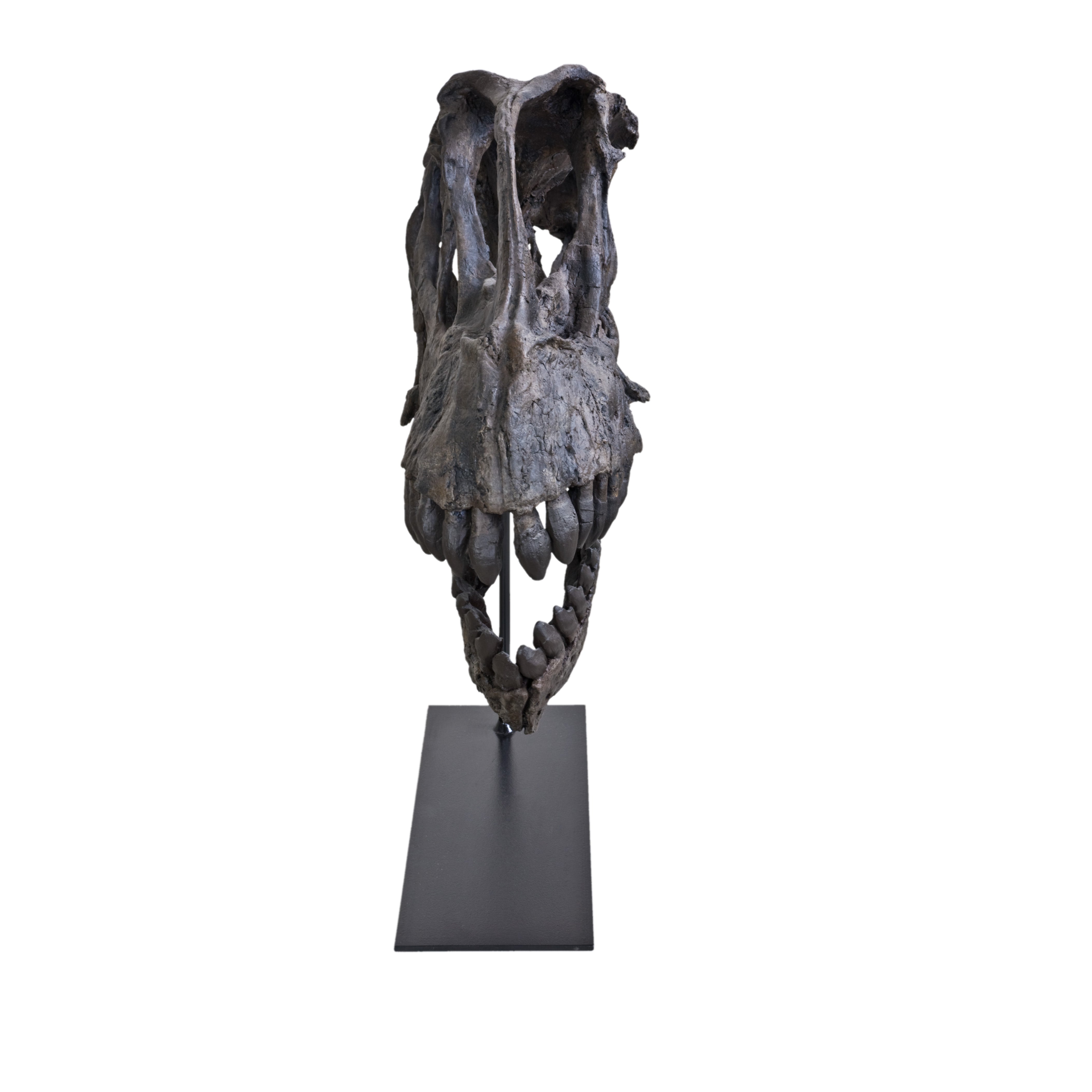 Camarasaurus sp. Skull ET - Display Replica