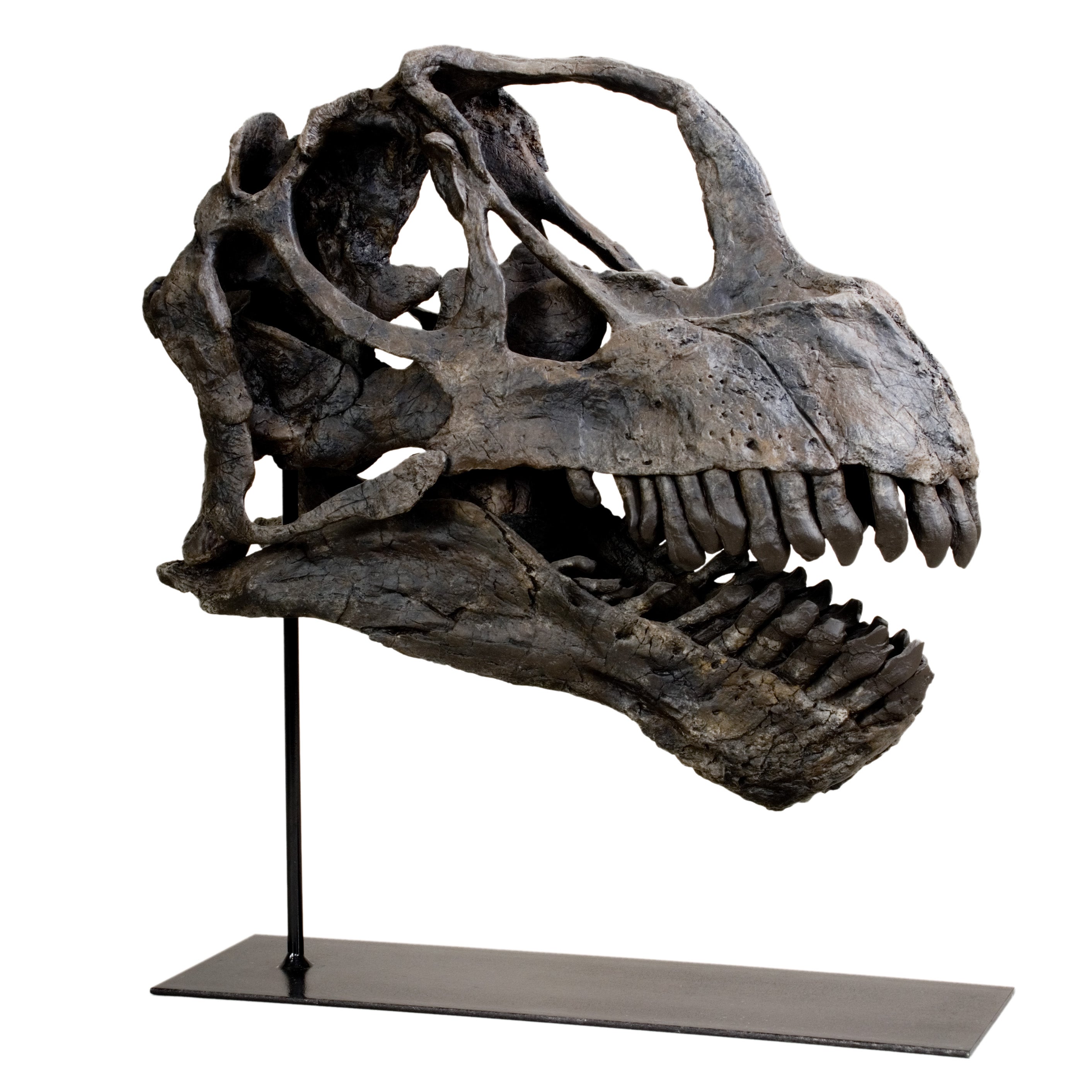 Camarasaurus sp. Skull ET - Display Replica