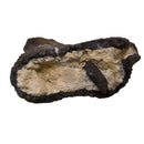 Camarasaurus sp. Tibia with Bite Marks - Display Replica