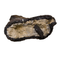 Camarasaurus sp. Tibia with Bite Marks - Display Replica