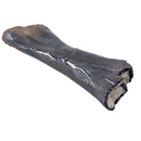 Camarasaurus sp. Tibia with Bite Marks - Display Replica