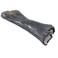 Camarasaurus sp. Tibia with Bite Marks - Display Replica