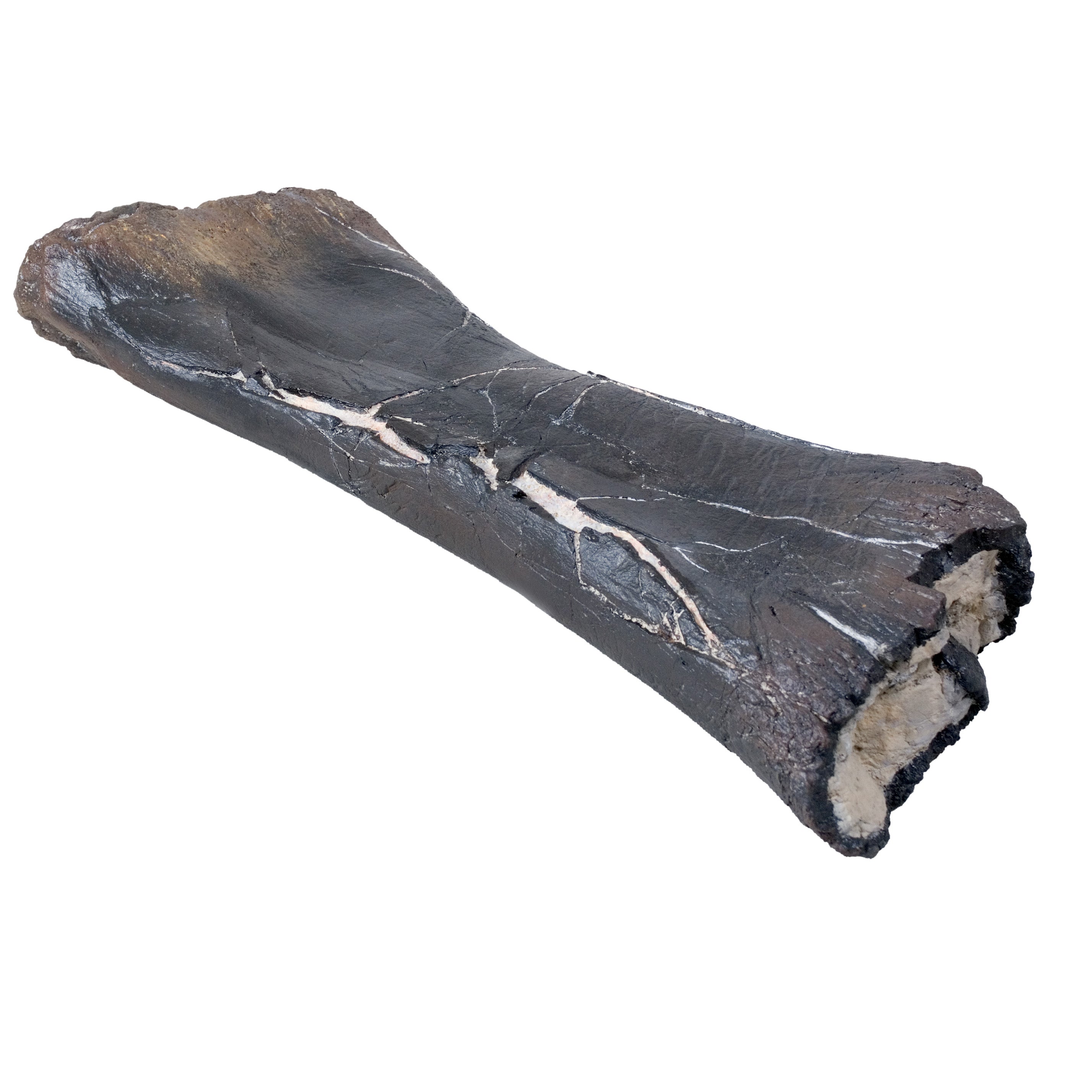 Camarasaurus sp. Tibia with Bite Marks - Display Replica