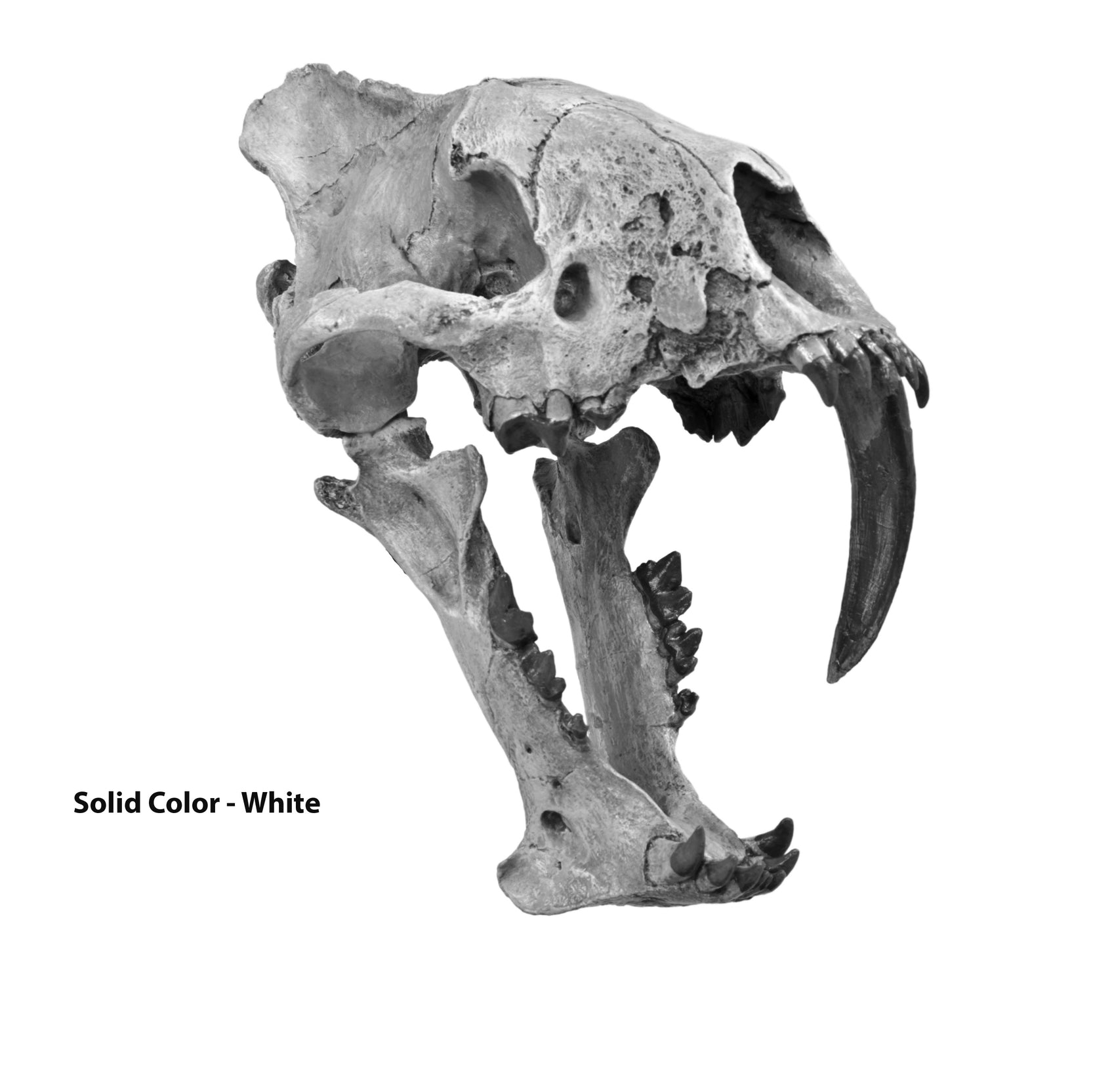 Hoplophoneus occidentalis Skull - Solid Color Replica