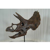 Triceratops horridus Skull - Display Replica