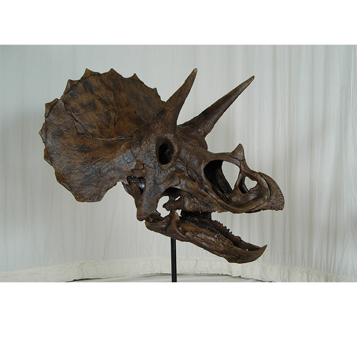 Triceratops horridus Skull - Display Replica