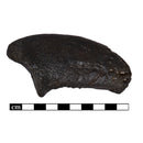 Camarasaurus sp. Claw - Solid Color Replica