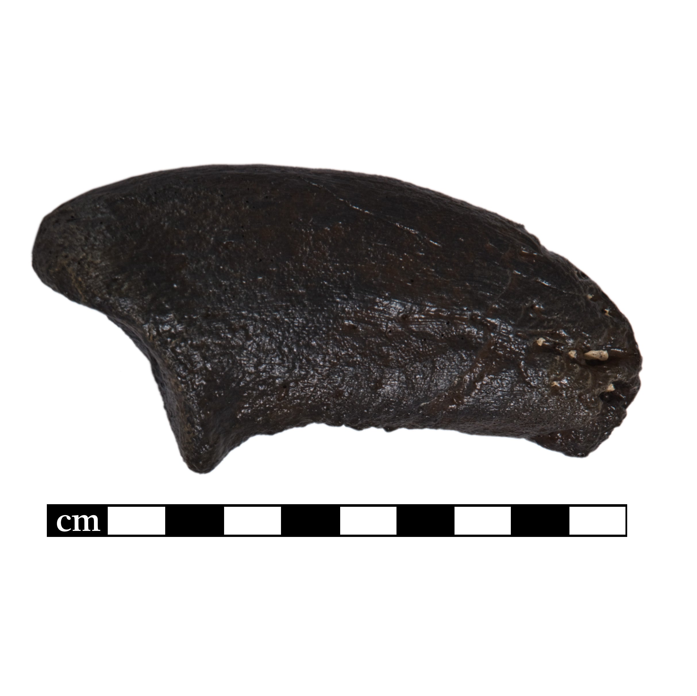 Camarasaurus sp. Claw - Solid Color Replica