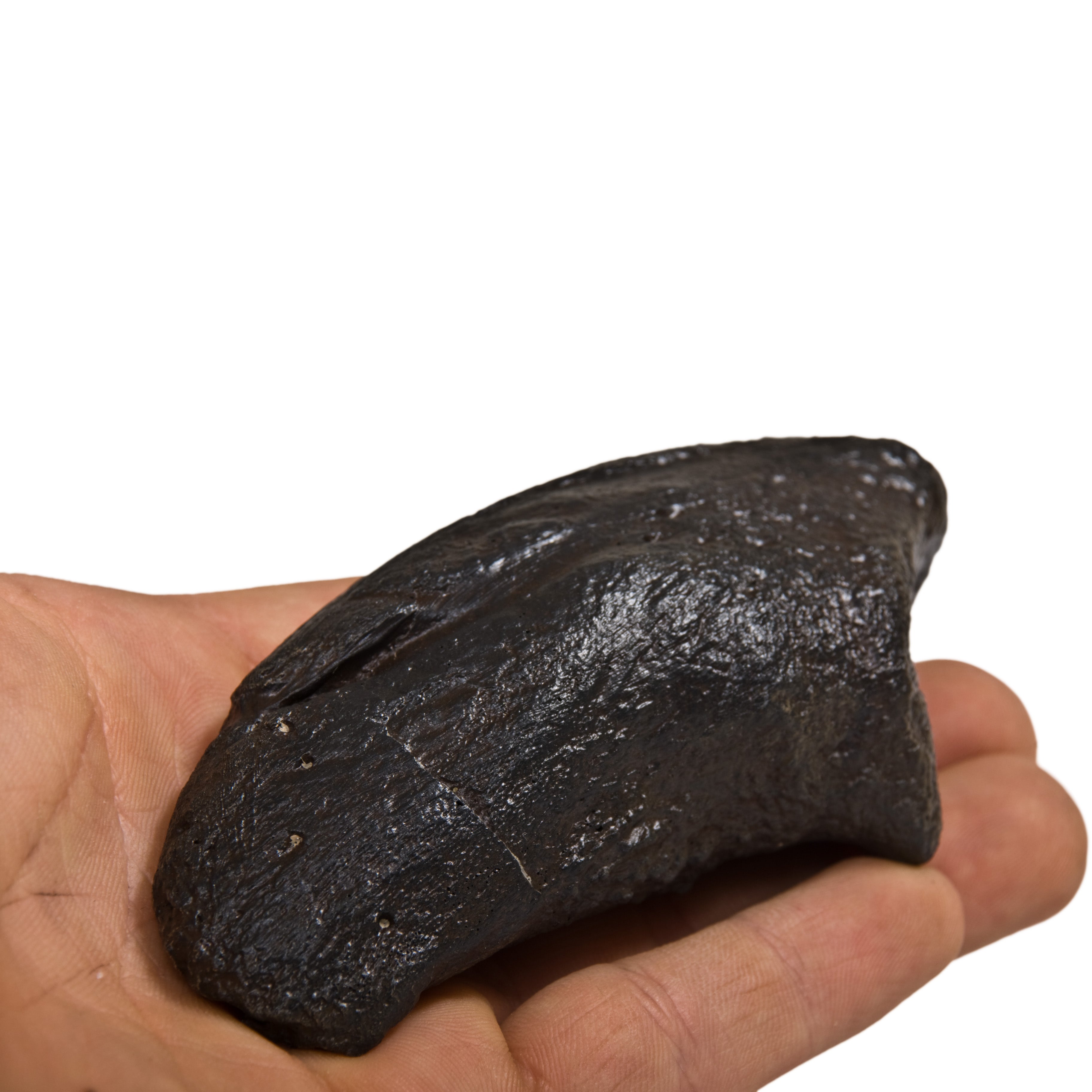 Camarasaurus sp. Claw - Solid Color Replica