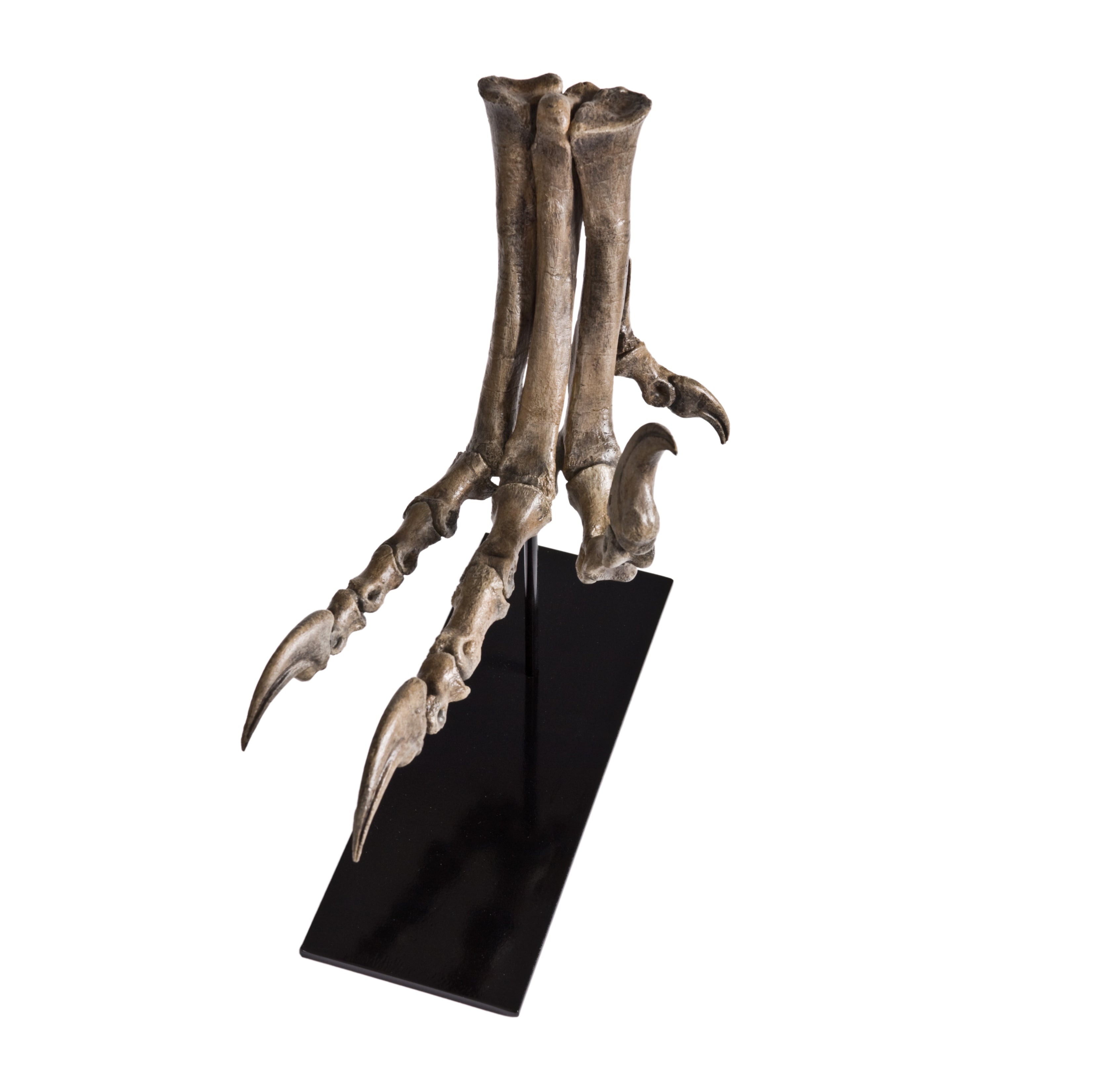 Deinonychus antirrhopus Right Foot - Display Replica on Base