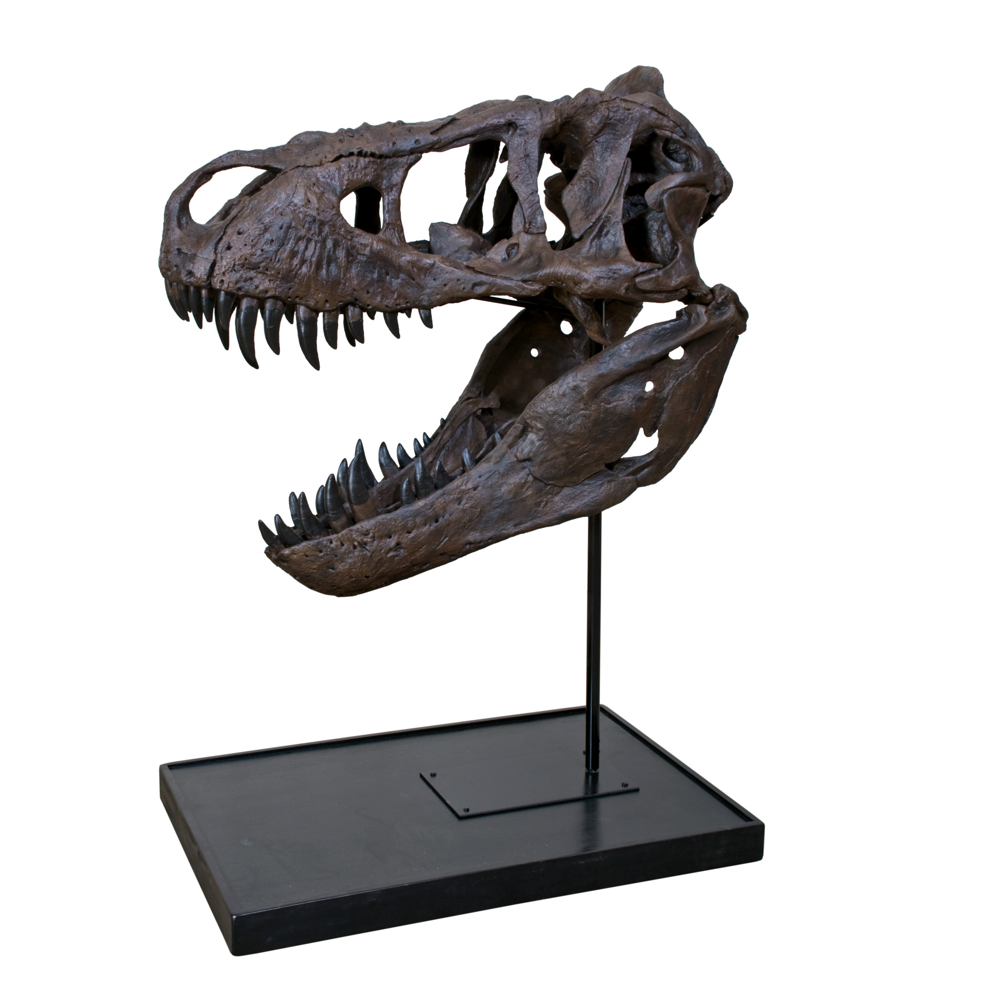 Tyrannosaurus rex DUFFY Mounted Skull - Display Replica