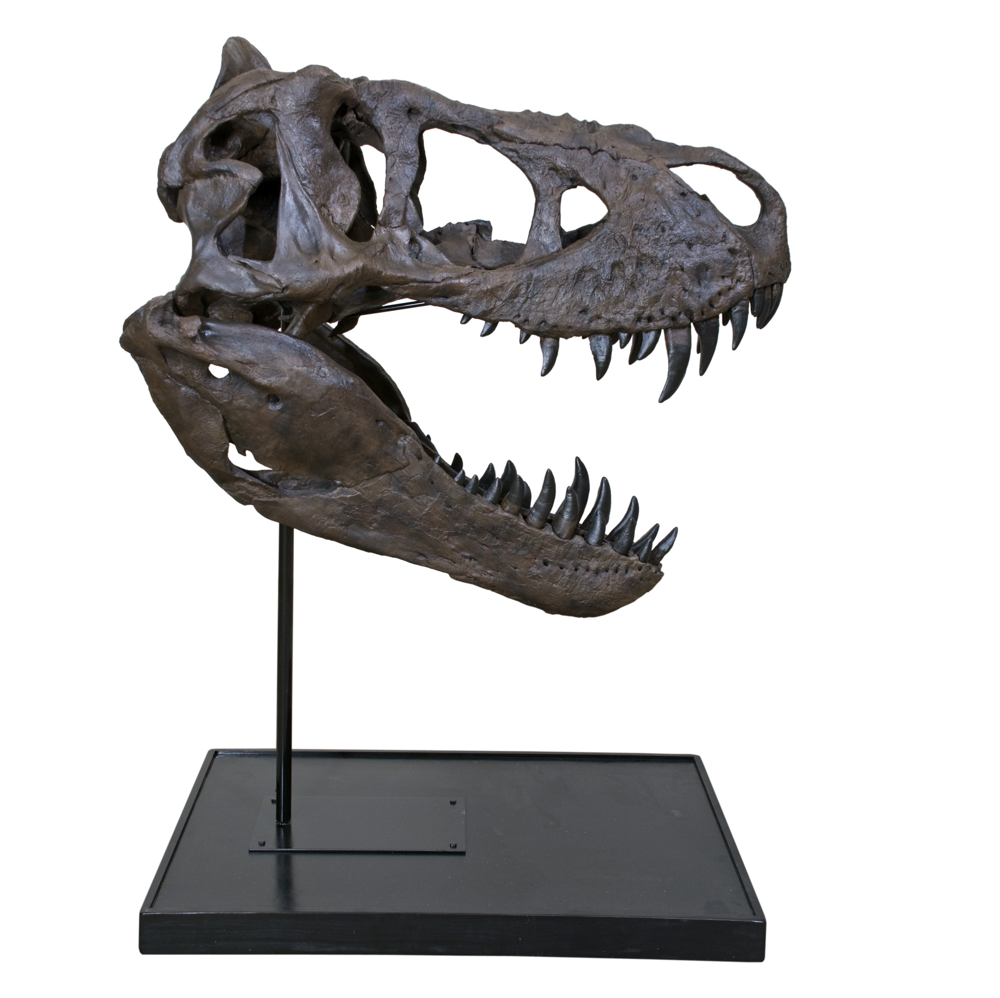 Tyrannosaurus rex DUFFY Mounted Skull - Display Replica