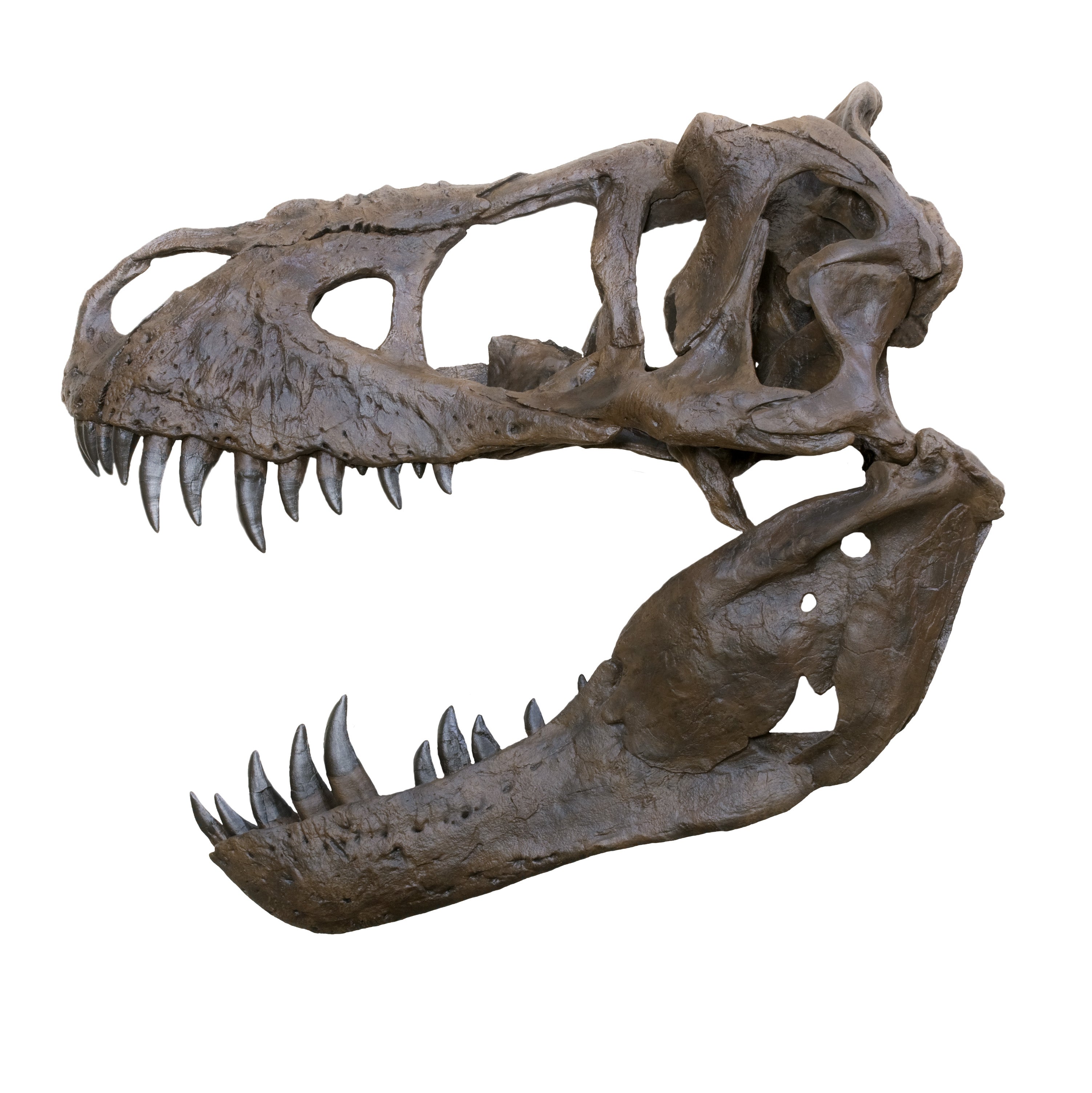 Tyrannosaurus rex DUFFY Half Skull - Display Replica