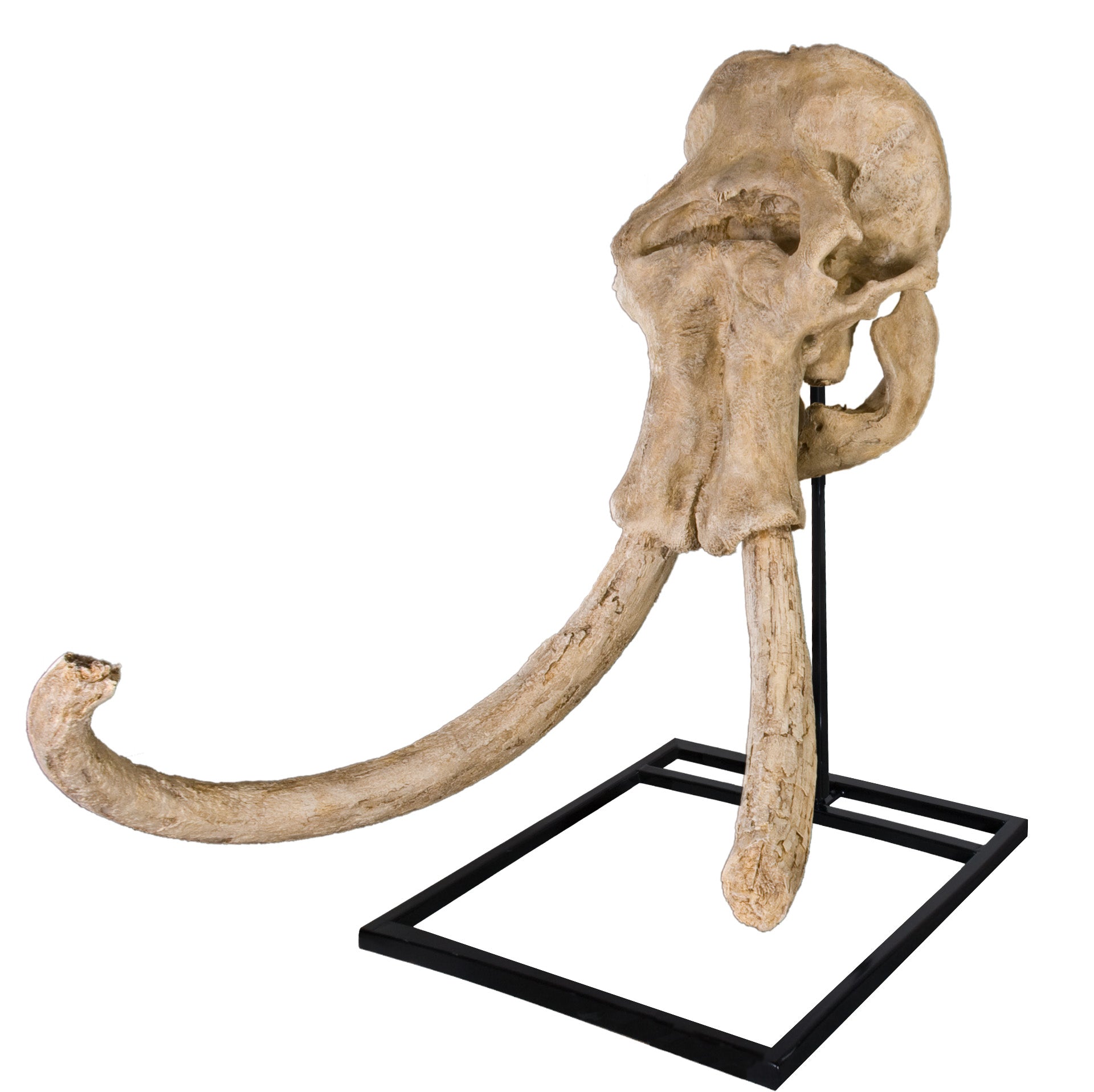 Mammuthus columbi Dee Mammoth Skull - Display Replica