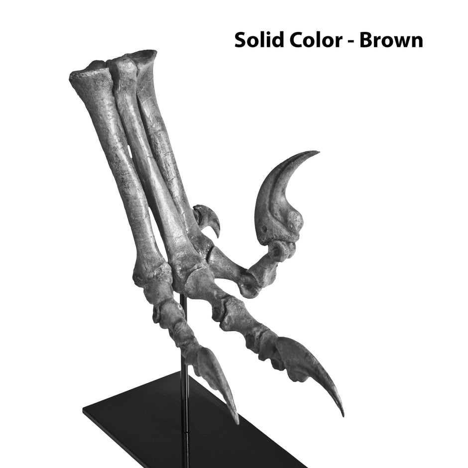 Deinonychus antirrhopus Right Foot - Solid Color Replica