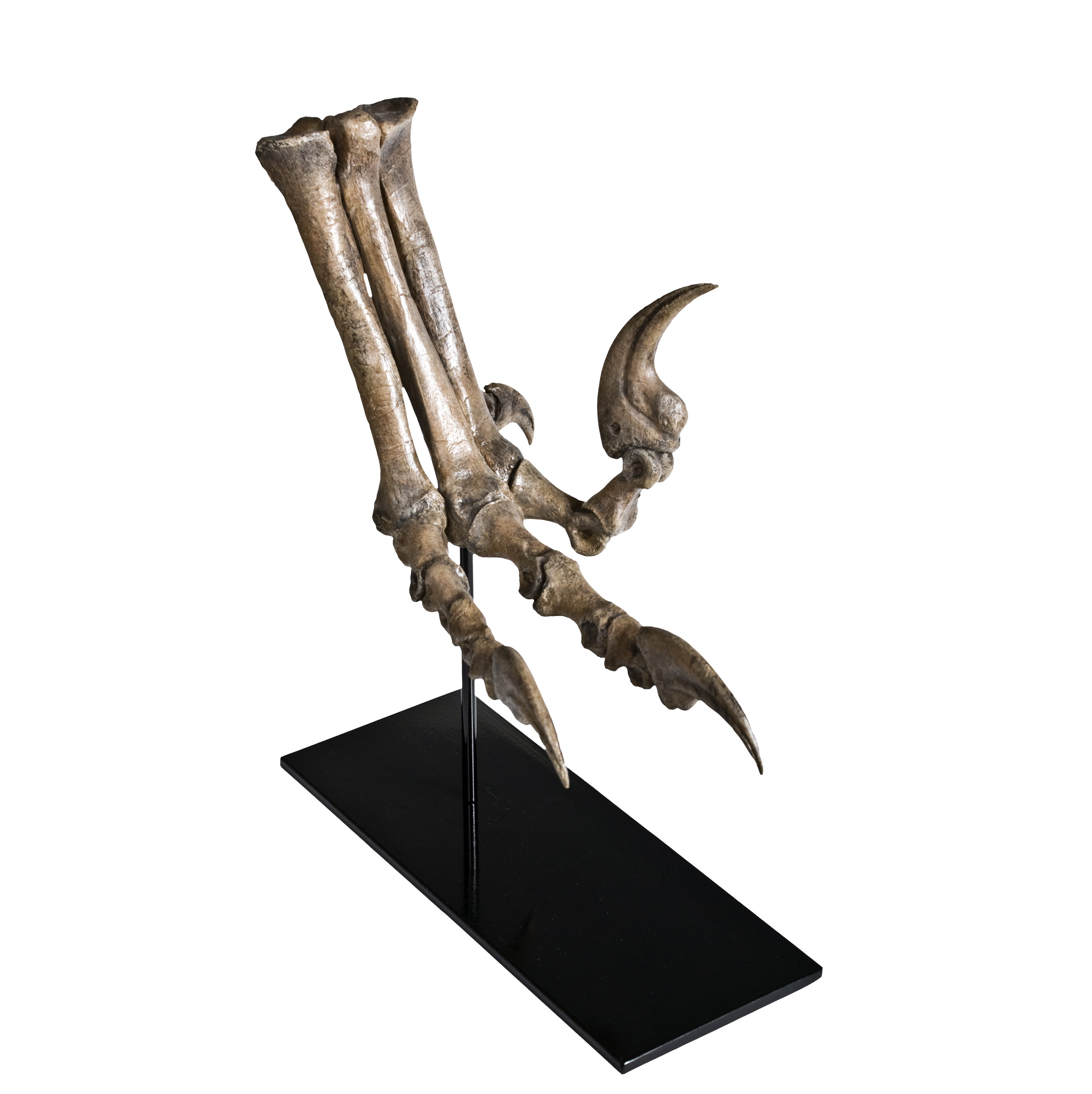 Deinonychus antirrhopus Right Foot - Display Replica on Base