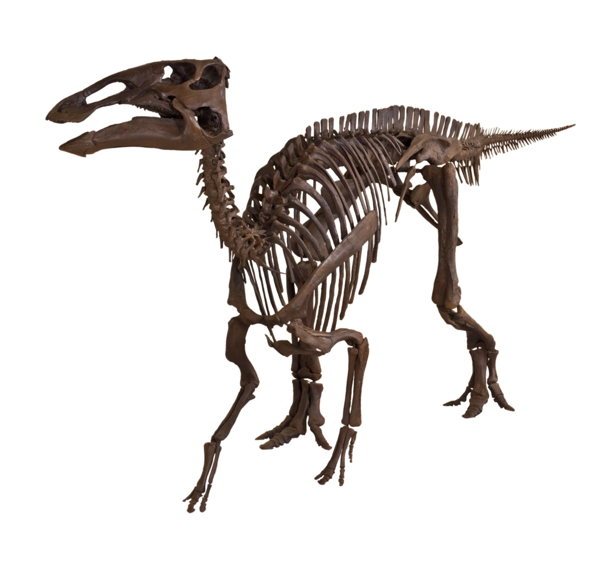 Edmontosaurus annectens Juvenile Skeleton - Display Replica