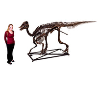 Edmontosaurus annectens Juvenile Skeleton - Display Replica