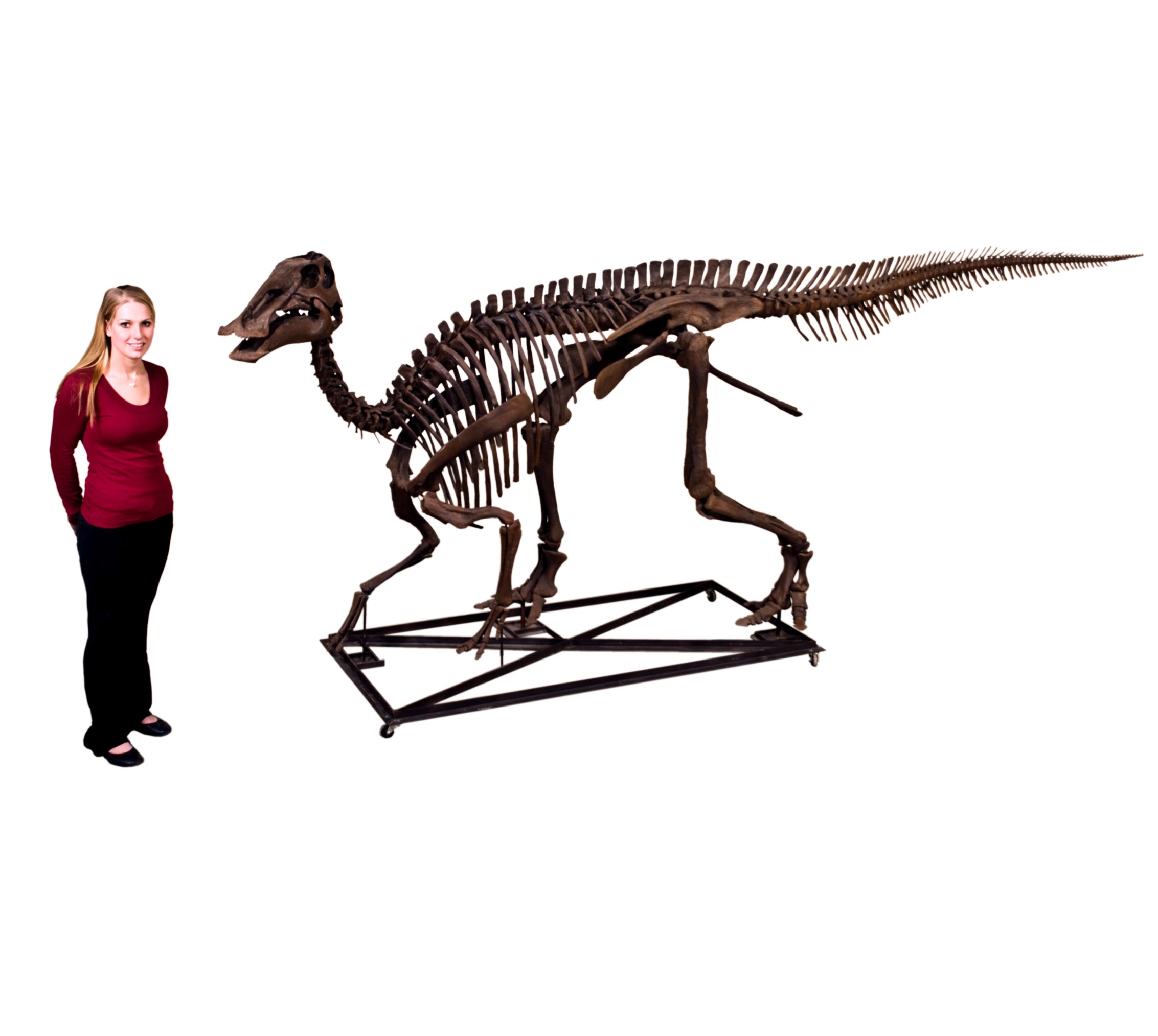 Edmontosaurus annectens Juvenile Skeleton - Display Replica