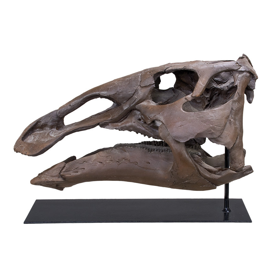 Edmontosaurus annectens Juvenile Skull - Display Replica