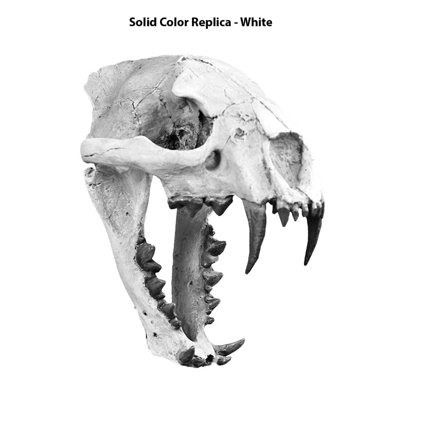 Dinictis felina Juvenile Skull - Solid Color Replica