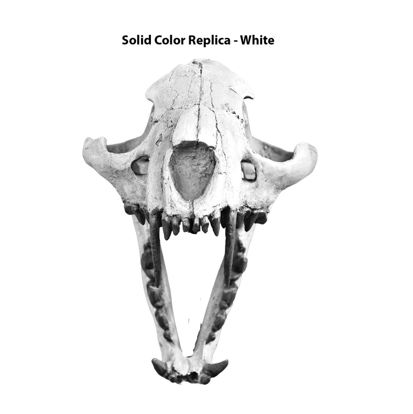 Dinictis felina Juvenile Skull - Solid Color Replica