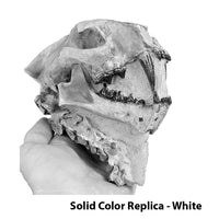 Dinictis felina Skull with Neck in Matrix - Solid Color Replica