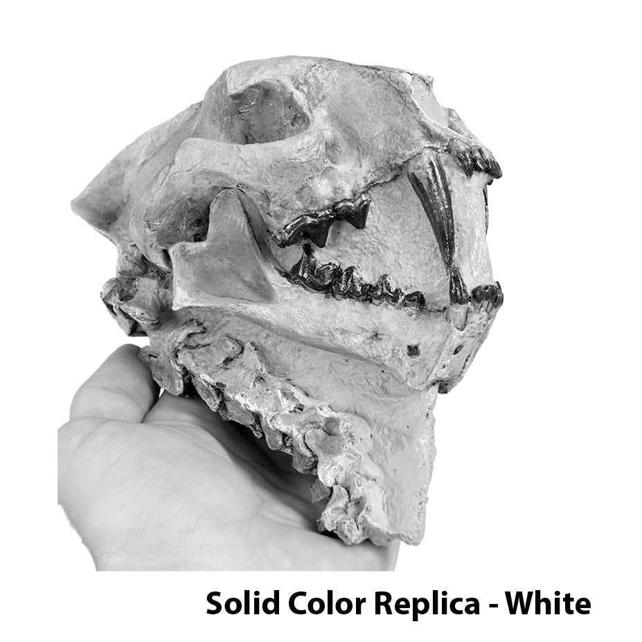 Dinictis felina Skull with Neck in Matrix - Solid Color Replica