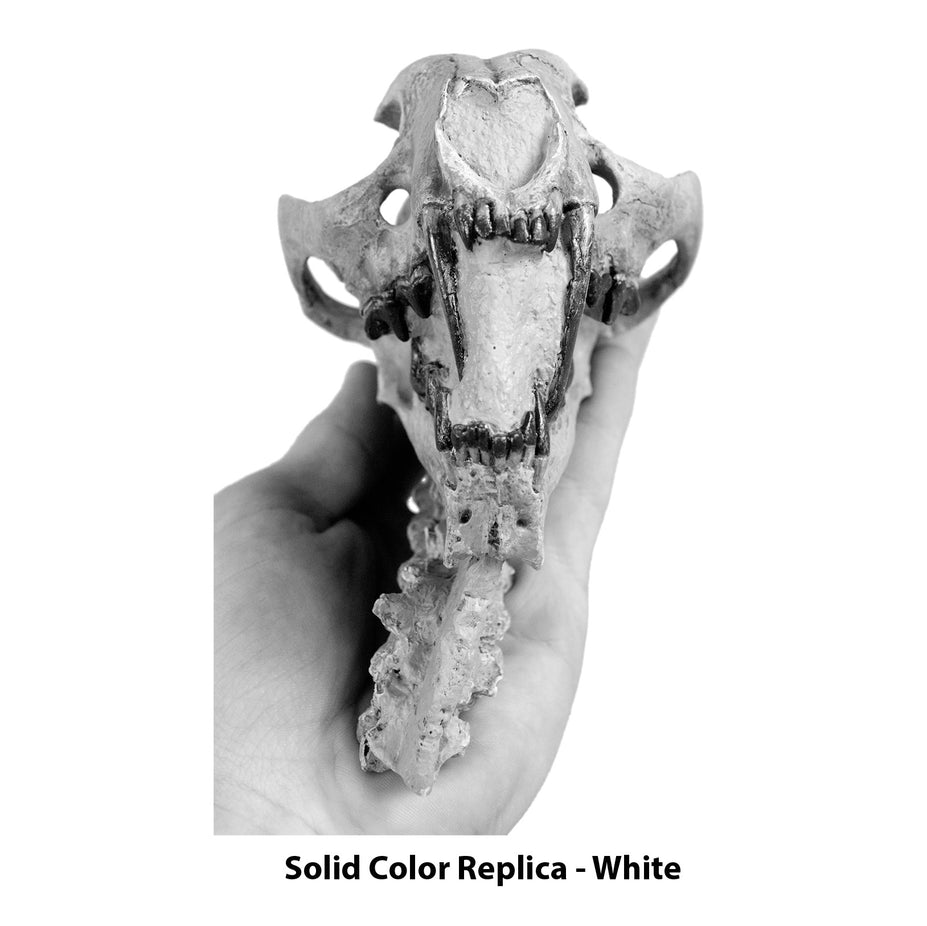 Dinictis felina Skull with Neck in Matrix - Solid Color Replica