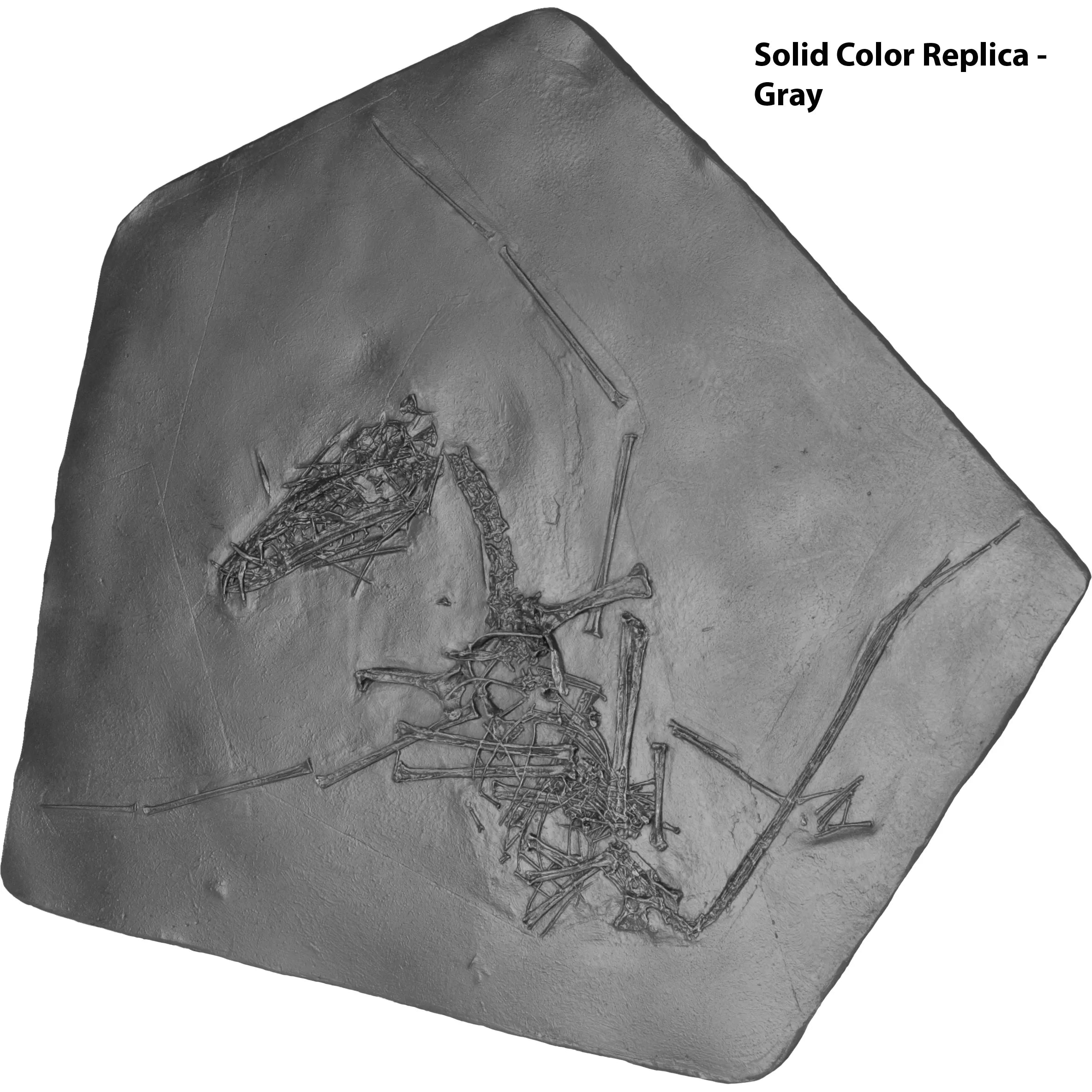 Dorygnathus bathensis Skeleton on Slab - Solid Color Replica