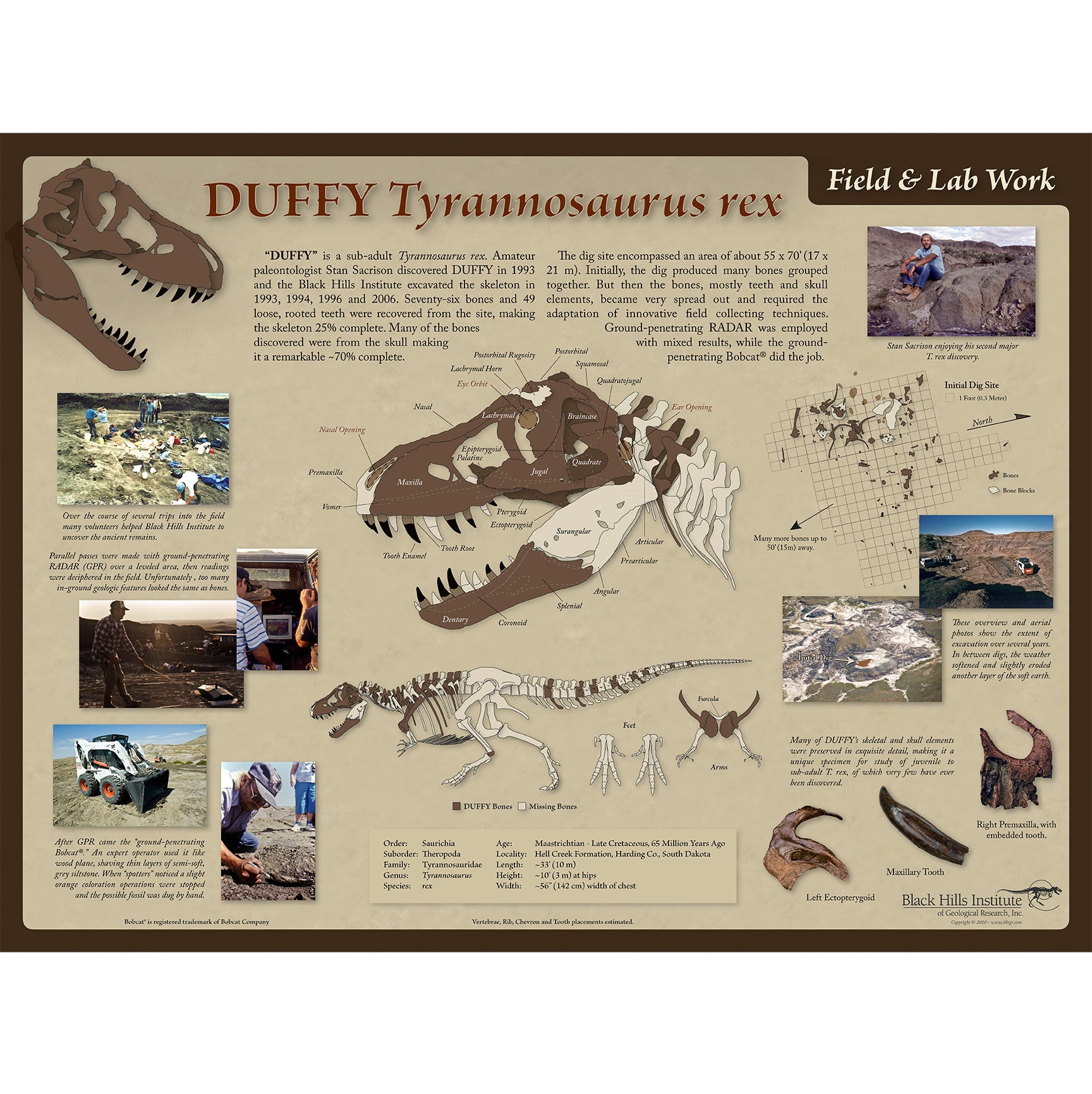 Tyrannosaurus rex DUFFY Skeleton  - Field & Lab Poster