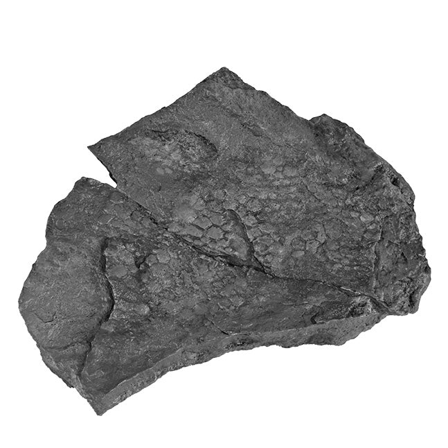 Edmontosaurus annectens BOGGY LIPS Skin Impression - Solid Color Replica