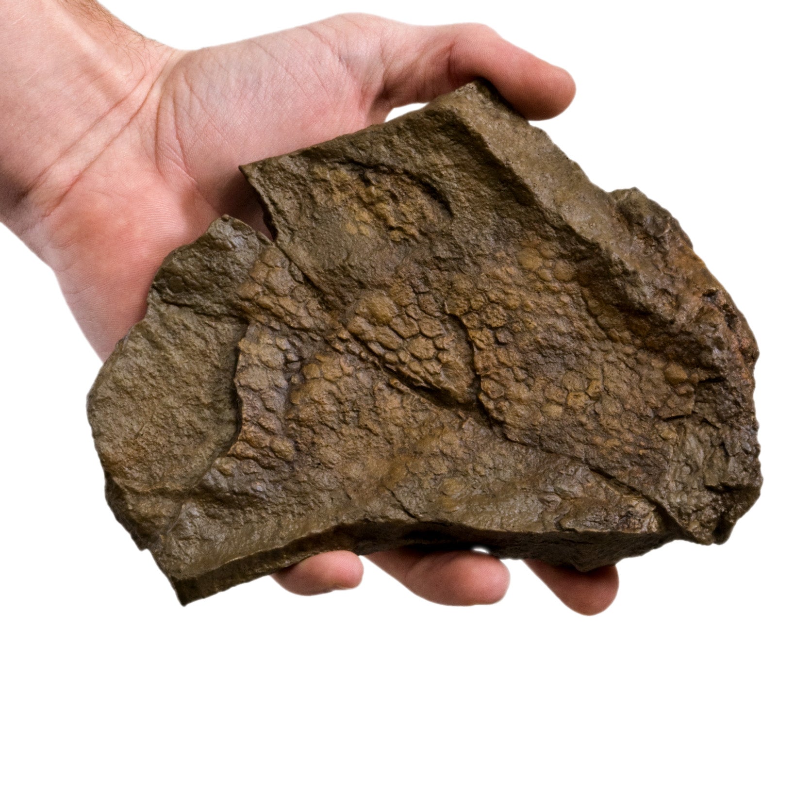 Edmontosaurus annectens BOGGY LIPS Skin Impression - Display Replica