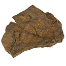 Edmontosaurus annectens BOGGY LIPS Skin Impression - Display Replica