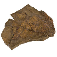 Edmontosaurus annectens BOGGY LIPS Skin Impression - Display Replica