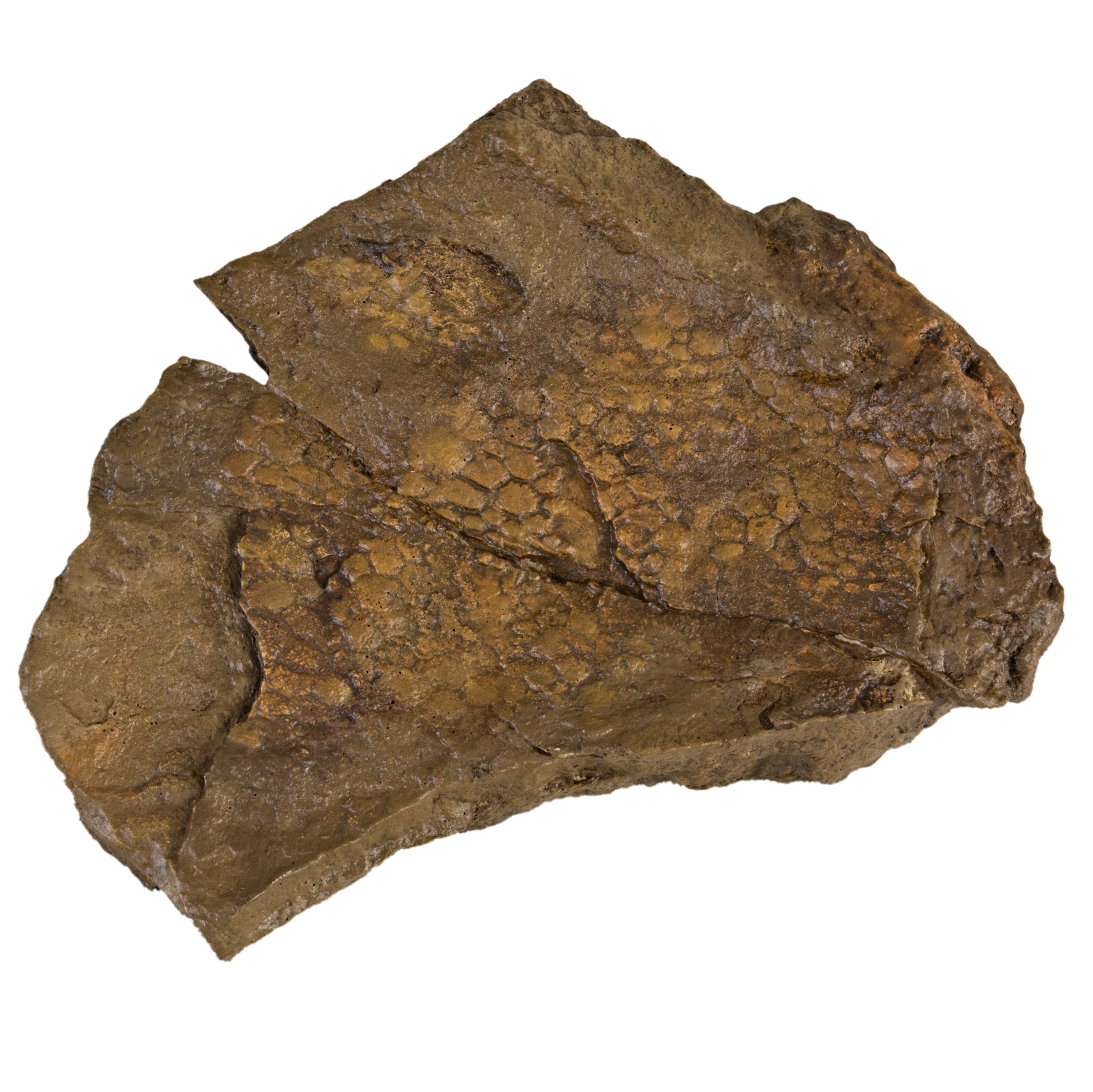 Edmontosaurus annectens BOGGY LIPS Skin Impression - Display Replica