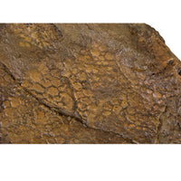 Edmontosaurus annectens BOGGY LIPS Skin Impression - Display Replica