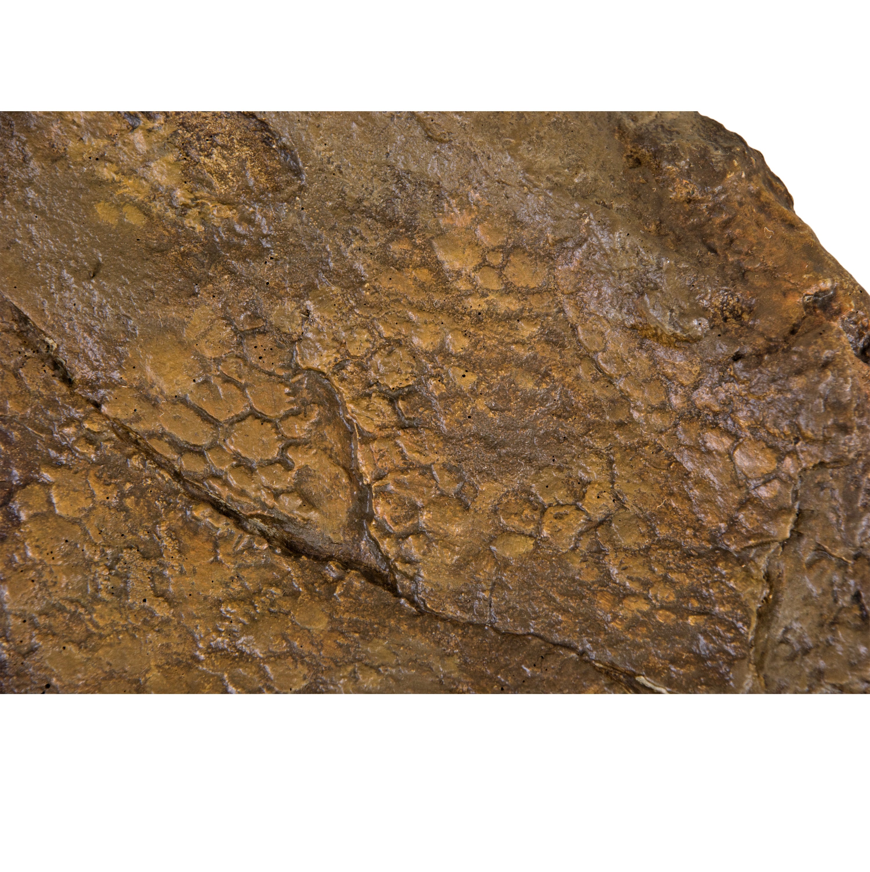Edmontosaurus annectens BOGGY LIPS Skin Impression - Display Replica
