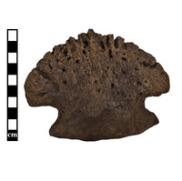 Edmontosaurus annectens Pes Ungual - Display Replica