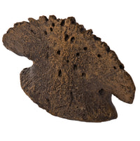 Edmontosaurus annectens Pes Ungual - Display Replica
