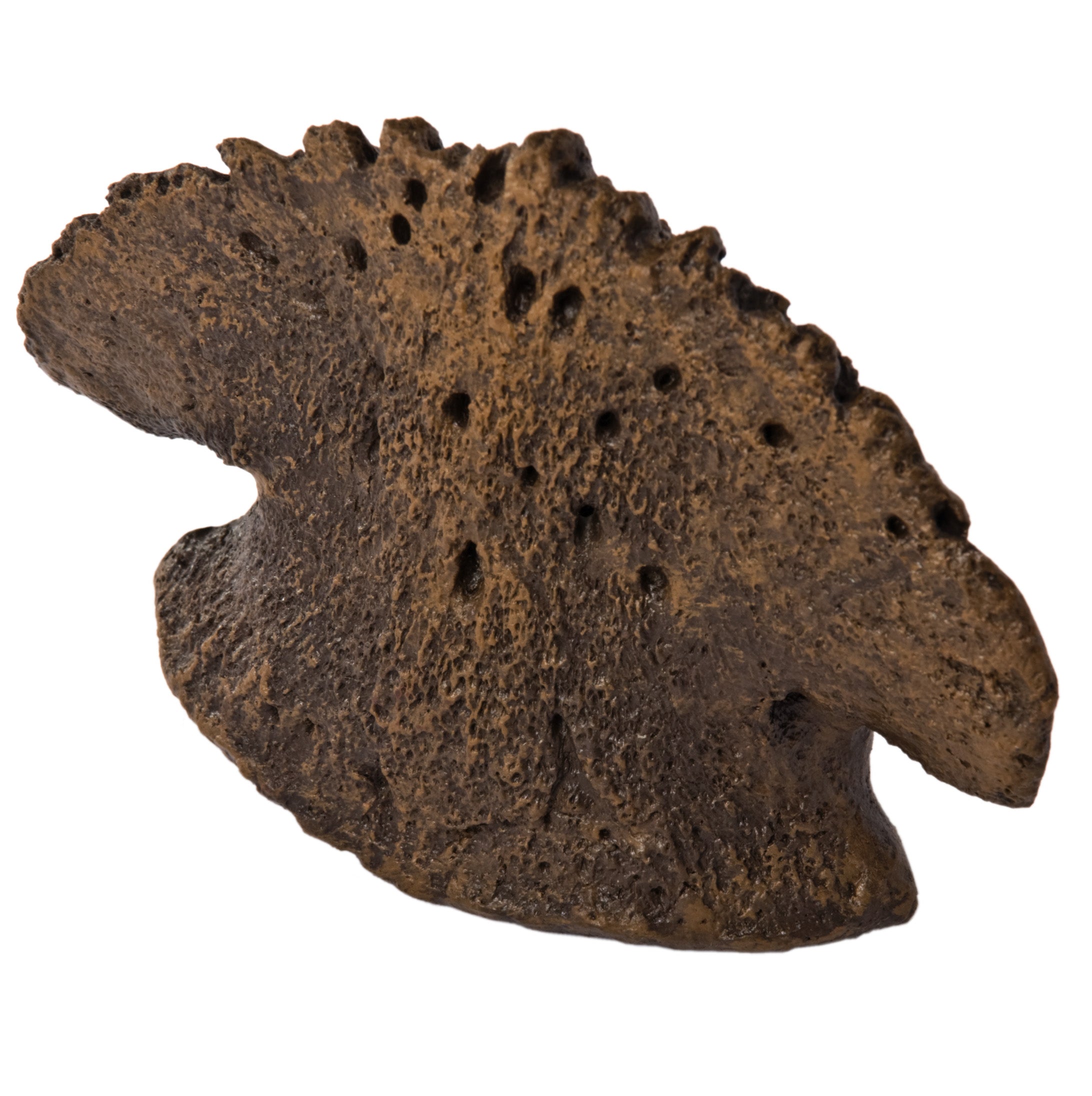 Edmontosaurus annectens Pes Ungual - Display Replica