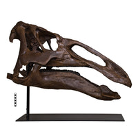 Edmontosaurus annectens Adult Skull - Display Replica