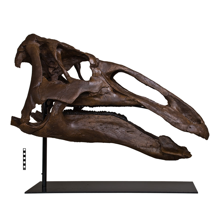Edmontosaurus annectens Adult Skull - Display Replica