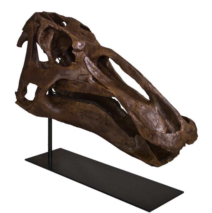 Edmontosaurus annectens Adult Skull - Display Replica