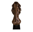 Edmontosaurus annectens Adult Skull - Display Replica