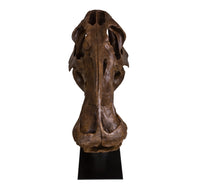 Edmontosaurus annectens Adult Skull - Display Replica