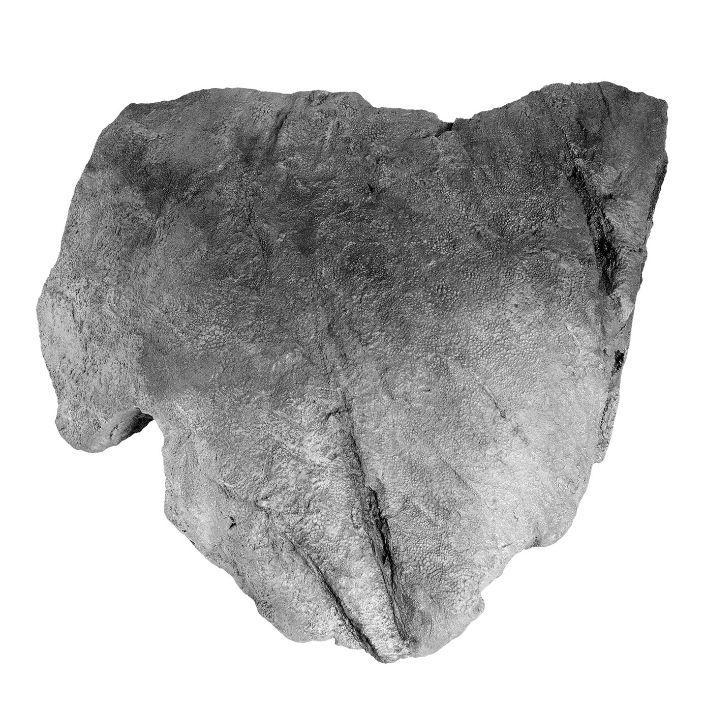 Edmontosaurus Large Skin Impression - Solid Color Replica