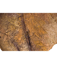 Edmontosaurus Large Skin Impression - Display Replica