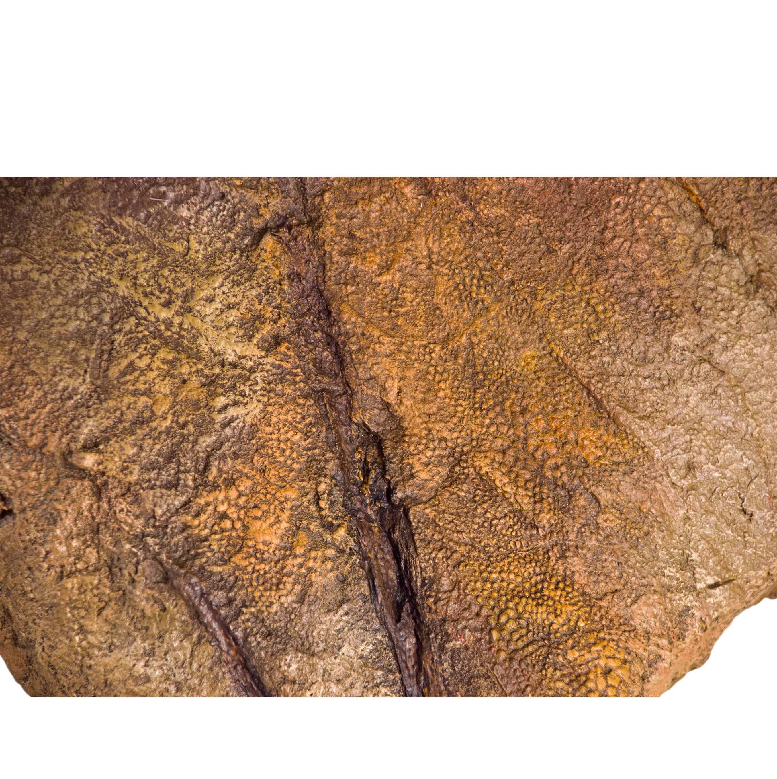 Edmontosaurus Large Skin Impression - Display Replica