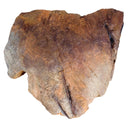 Edmontosaurus Large Skin Impression - Display Replica